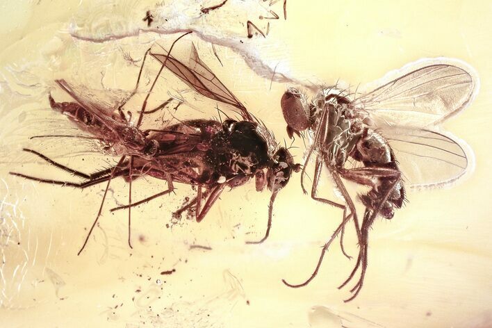 Fossil Long-Legged Flies and Dark-Winged Fungus Gnat in Baltic Amber #367513